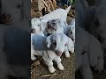 Cute Goat Sound Goat Kids Sound Real Goat Sound Goat Sound Cute Sound Shorts
