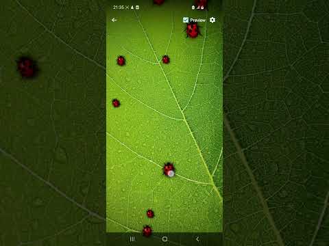 Ladybug Live Wallpaper