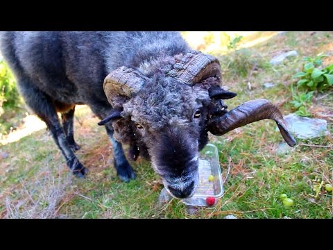 Angry Ram gets attacked by a pack of dogs