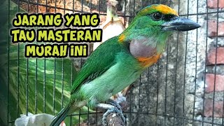 Download lagu Jenis burung masteran yang tembakanya unik, Takur tohtor gacor dor mp3