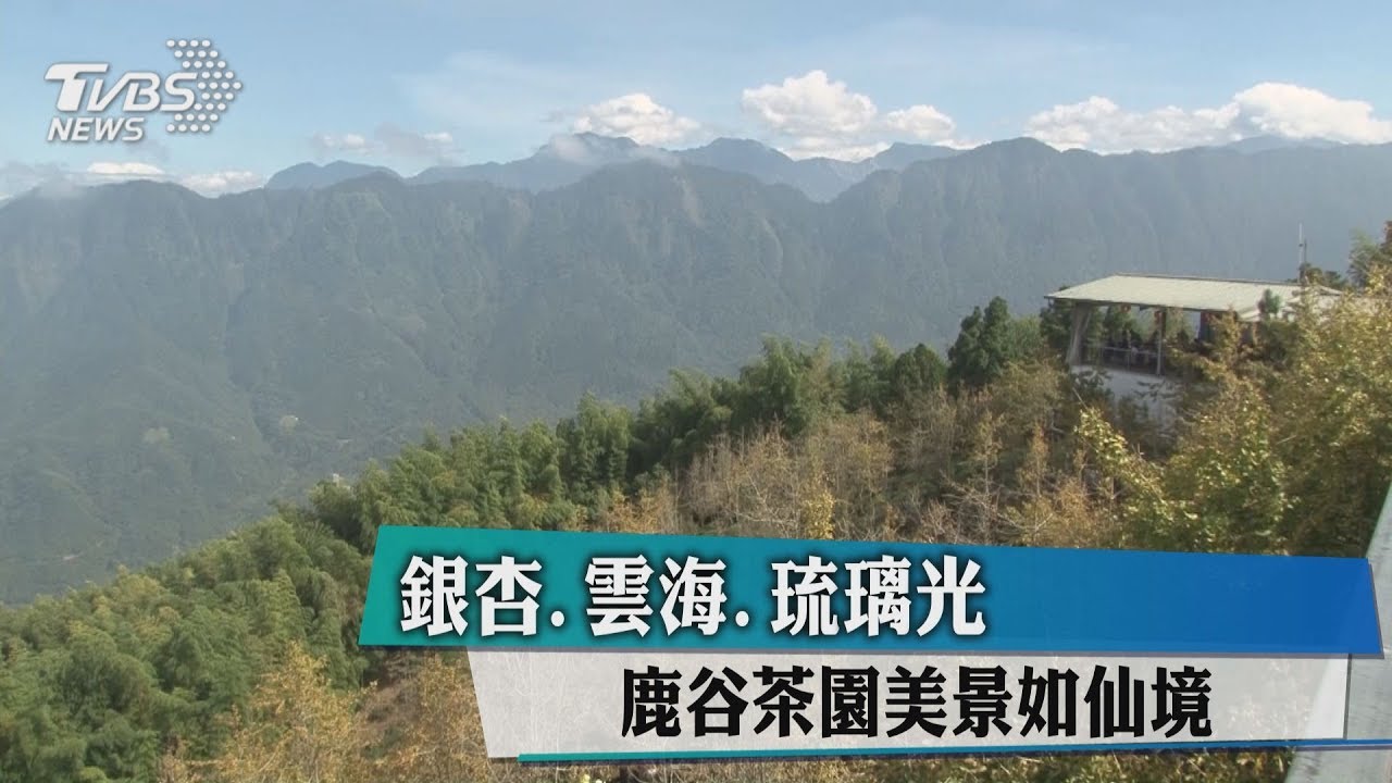 銀杏、雲海、琉璃光 鹿谷茶園美景如仙境