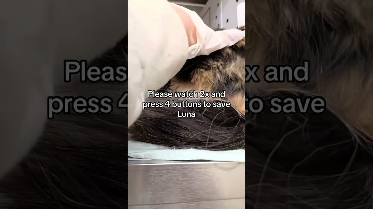 Consider donating please your donation makes a difference donate now please 🙏 #cat