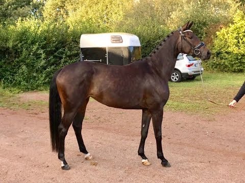 Stute von Franziskus