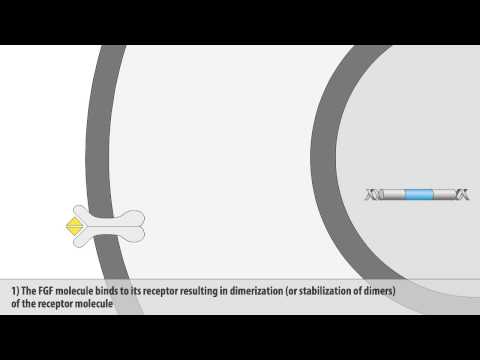 The FGF signaling pathway