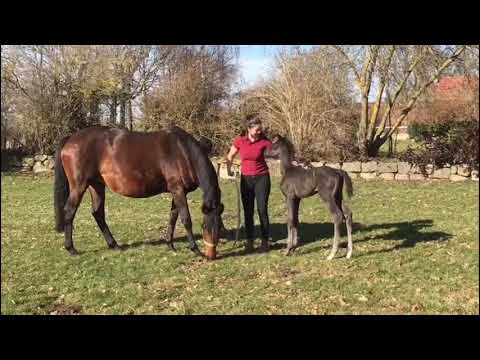 Hengstfohlen von Imperio x Saint Cyr