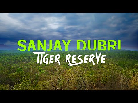 Searching for Tigers at Sanjay Dubri Tiger Reserve - 4K Video