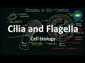 Flagella | Cilia | Structure and Functions | Cell Biology | Basic Science Series