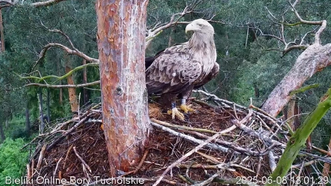 Live webcam view of Nido de Pigargo Europeo, Bory Tucholskie