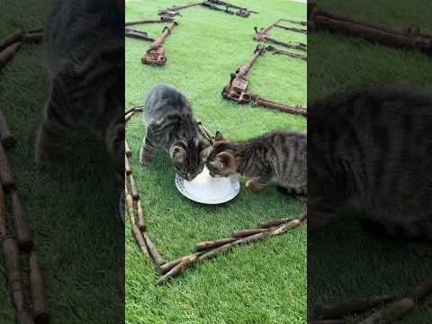 Sculpting PEACE with Tactical Kittens✌️❤️ #guns #kittens #peace