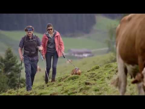 Ratgeber Almsicherheit - Thema: Mutterkühe