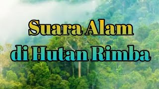 Download lagu Natural Relaxation Music - Sounds of Birds in the Jungle || Sleep Therapy mp3