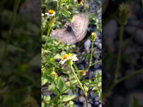 #naturalezafascinante #butterfly #mariposas #insects