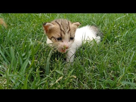 Sunlight Kissing Newborn Kittens For The 1st Time || tabby cat Enjoying Sunlight