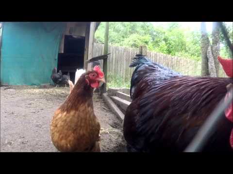 Dogs! Cat! Chickens? - April 2014 Vlog 9