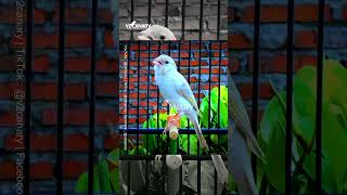 Download lagu Canary Gacor isian Mewah Roll Panjang #kenarigacor ##canary  #canario #masterankenari mp3 Download lagu Canary Gacor isian Mewah Roll Panjang #kenarigacor ##canary  #canario #masterankenari mp3