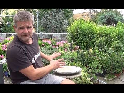 Bonsai 2020-34 -  Urlaub spezial - Bewässerung und Update