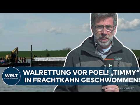 Video Thumbnail: WALRETTUNG VOR POEL: „Timmy“ in Frachtkahn geschwommen!
