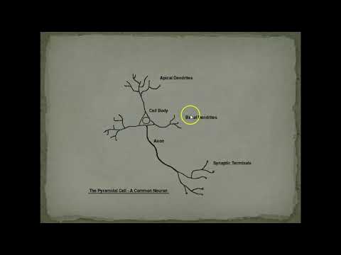 Nervous System Lecture 1
