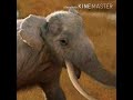 Dwarf Elephant Trumpet