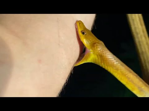 Herping the Everglades ft. an Aberrant Scarlet Snake!!! (This is a YouTube Video)