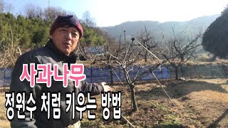 사과나무 정원수처럼 키우는 방법