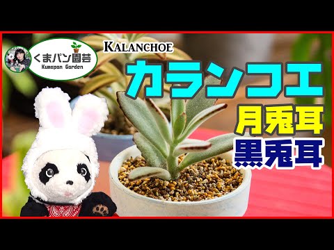 猫耳カランコエ 植物