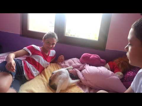 My cat Faustina having kittens today