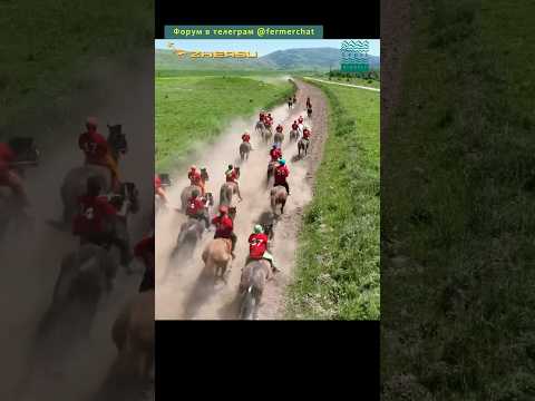, title : 'Каких лошадей едят казахи? #shorts #казахстан #АлакольАгро'