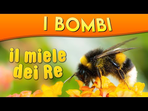 , title : 'I Bombi: il miele dei Re ► Puntata 50'