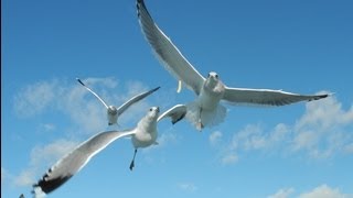 preview picture of video '松島遊覧船，かもめの観察．えさやり至近撮影 Amazing seagull's flight technic'