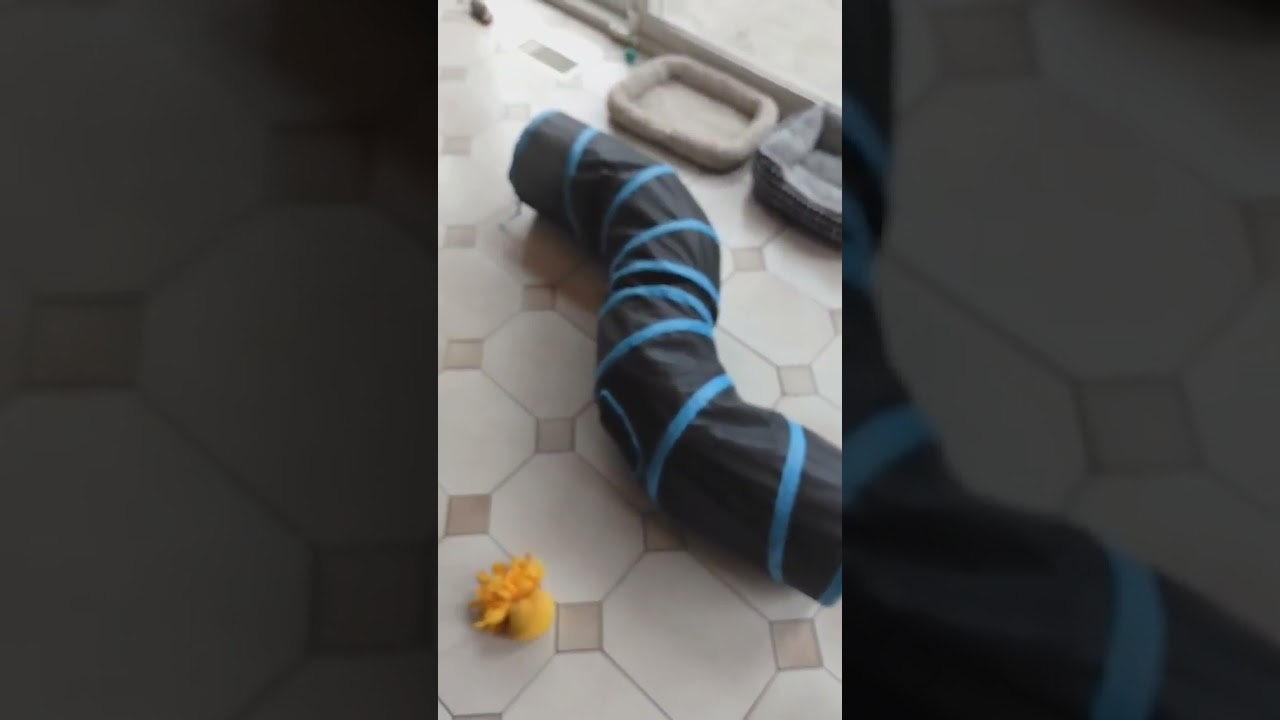 Enlarge Wiley, a ADOPTABLE Domestic Short Hair in Brantford, ON video 6/6