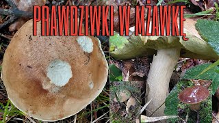 Porcini mushrooms in the drizzle