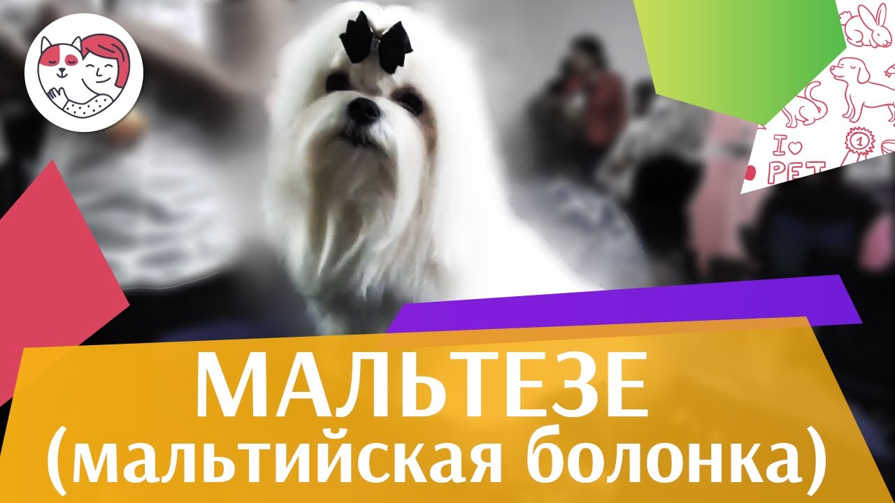 Мальтезе на ilikepet. Особенности породы, уход
