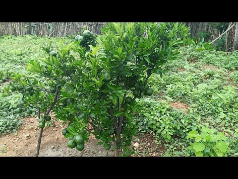 Vejam um pouco do dia de hoje/ Sítio Mamoeiro Verdejante PE 