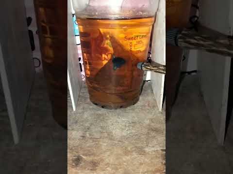 #beats #music #bass #guppy #bettadubai #aquarium #bettafishuae #fish