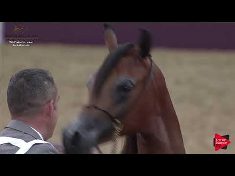 N.29 ANOUD AL SRAIYA - 2019 Qatar Individuals - Yearling Fillies (Class 1B) .mp4