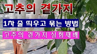 [텃밭농부 1,524]  고추의 곁가지. 1차 줄 띄우고 묶어 주는 방법. #고추재배 #고추곁가지 키우기