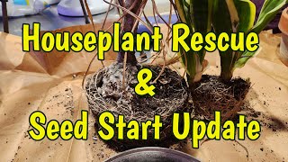 House Plant Rescue & Seed Start Update!