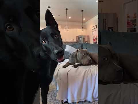 Funny and cute dogs compilation#funnydogs#cute#doglover#doglife#cure#dogshorts#pet#doglife#dogshorts