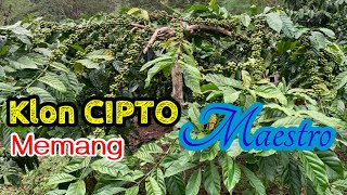 Download lagu klon CIPTO memang maestro mp3