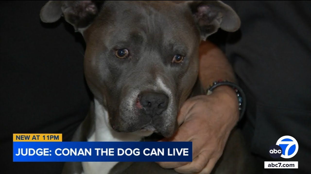 Owners speak out after Burbank dog avoids euthanasia