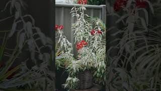 22/5 Bower Drive, Erskine