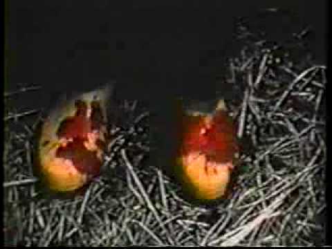 nekromantik 1987 trailer nekromantik 1987 trailer