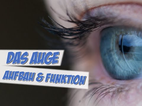 Das Auge | Aufbau und Funktion | Pflege Kanal