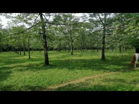 Green Shimul Bagan @Sunamganj.