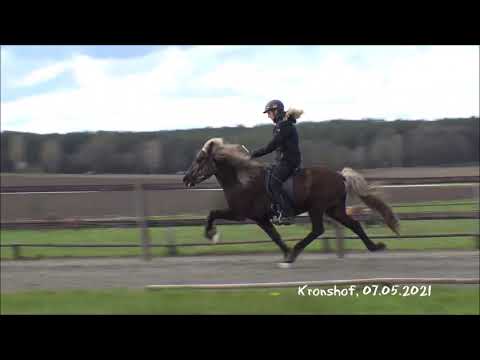 Trainingsimpressionen 07.05.2021 - Hylling vom Kronshof