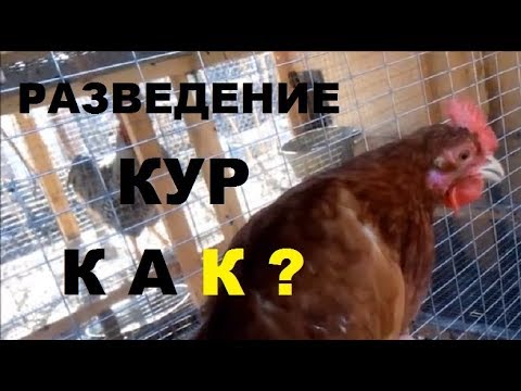 , title : 'Разведение кур от А до Я за 20 минут - кормление, содержание, размножение кур.'