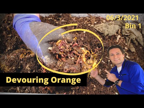 10 Gallon Tote Bin 1 Worms Devouring Orange Peels! 6/03/2021
