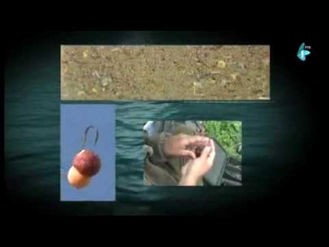 Čari Ribolova,Tisa kod Mošorina (02.12.2016)