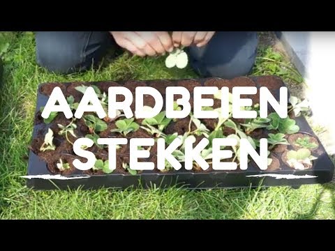 , title : 'Toms Moestuin 2017: Aardbeien uitlopers stekken / vermeerderen'